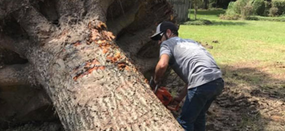 removing a tree