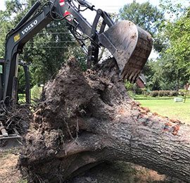 tree cleared from land